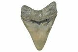 Serrated, Fossil Megalodon Tooth - North Carolina #340859-1